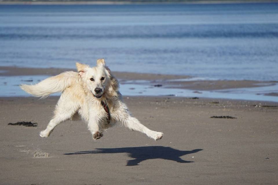 Familienurlaub am Meer mit Hund: Hundestrand direkt vor der Tür - Strandkind Ostsee